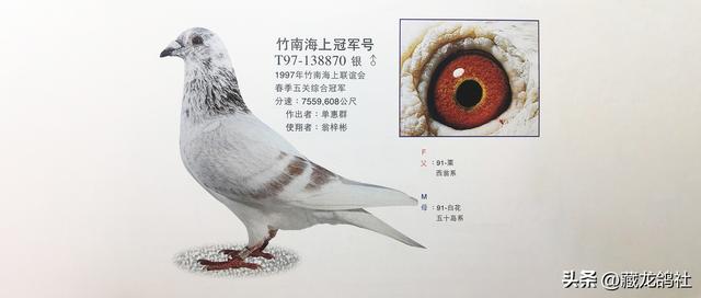 竟有性能如此独特的鸽系——大卫尼翁（220万元的鸽子图片）