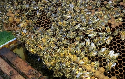 养蜂经历-休闲养蜂不只是嗜好：他们是如何通过跨境电商实现创业梦想的？